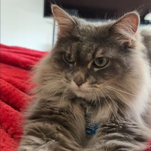 Meet your Posher, Ren !